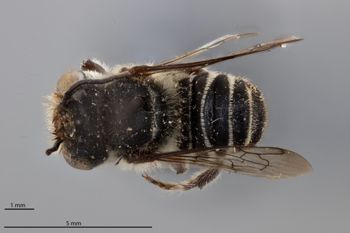 Media type: image;   Entomology 790904 Aspect: habitus dorsal view